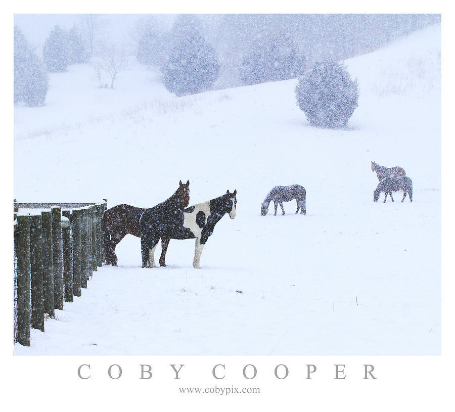 Horses in the Snow Photograph by Coby Cooper