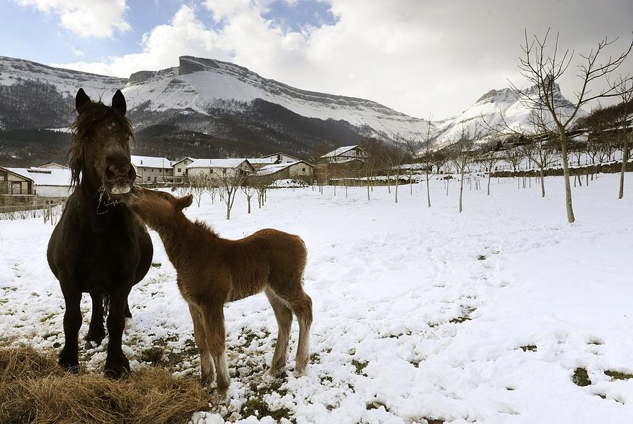 Winter Photograph - Horses In The Snow by Rafa Rivas