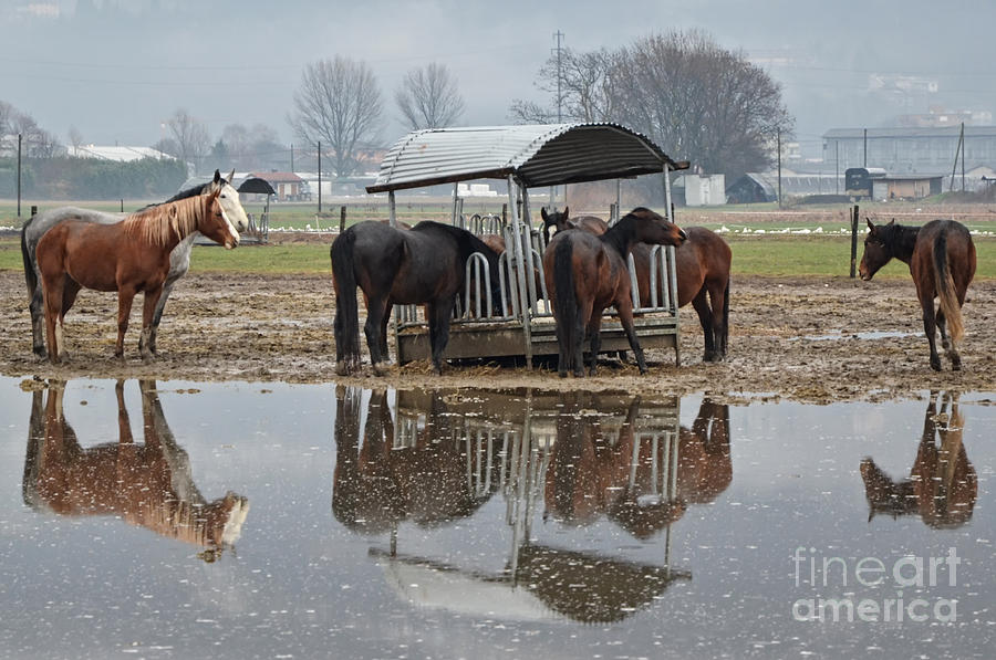 Horses Photograph by Mats Silvan