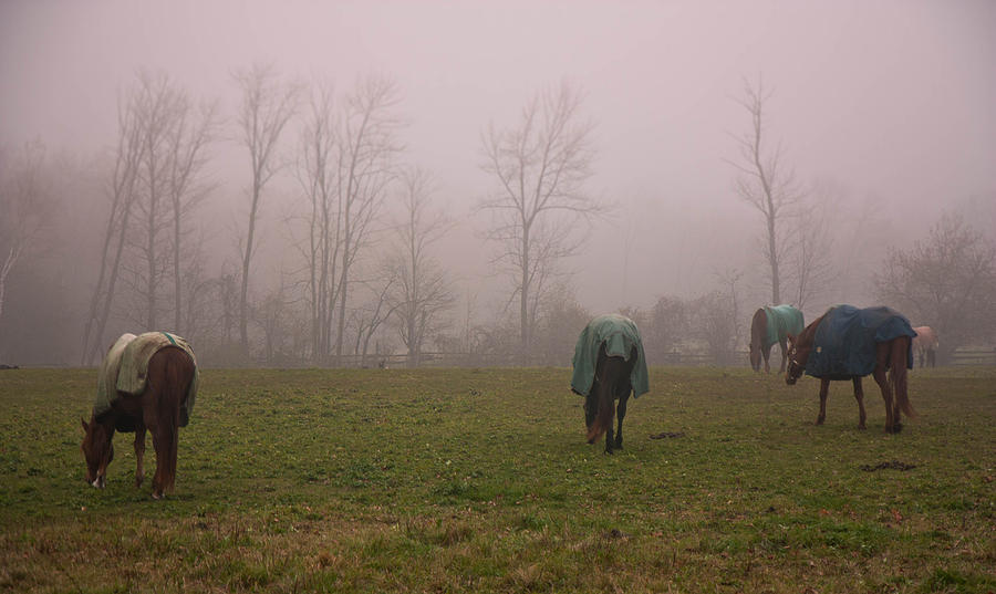 Horses Photograph by Nick Mares