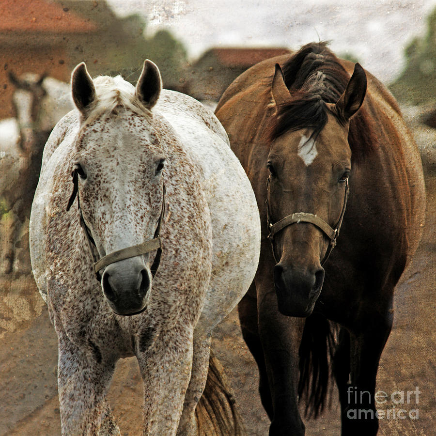 Horses On The Paddock Photograph by Ang El