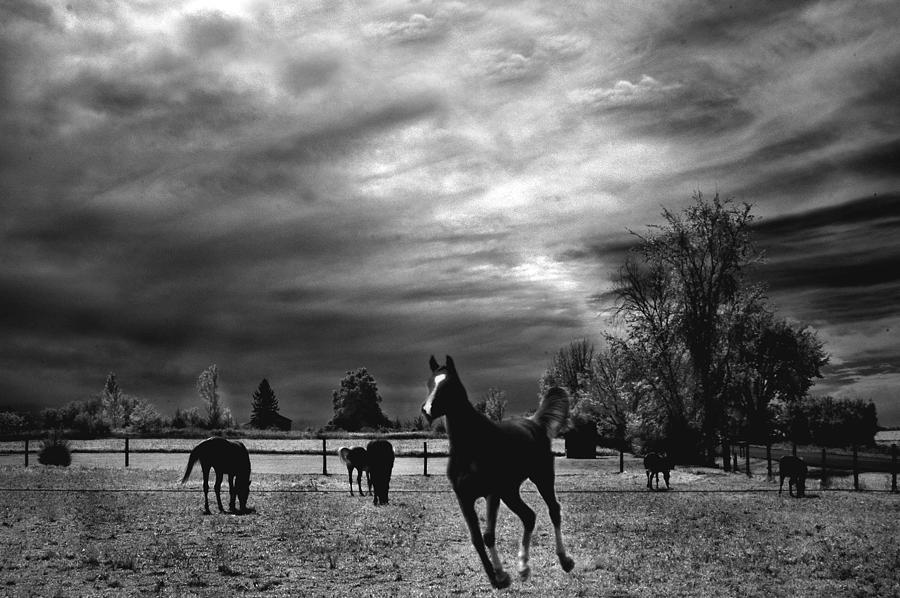 Horses Running Black White Surreal Nature Landscape Photograph by Kathy Fornal