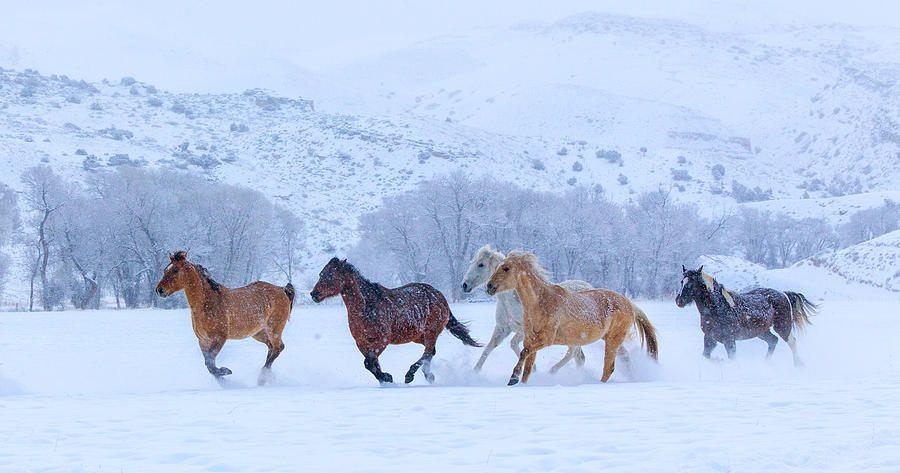 Horses Running In Snow Photograph By Betty Wiley