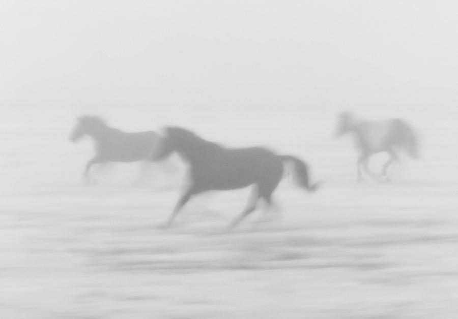 Nature Digital Art - Horses Running in the Fog Mist Saskatchewan Canada by Mark Duffy