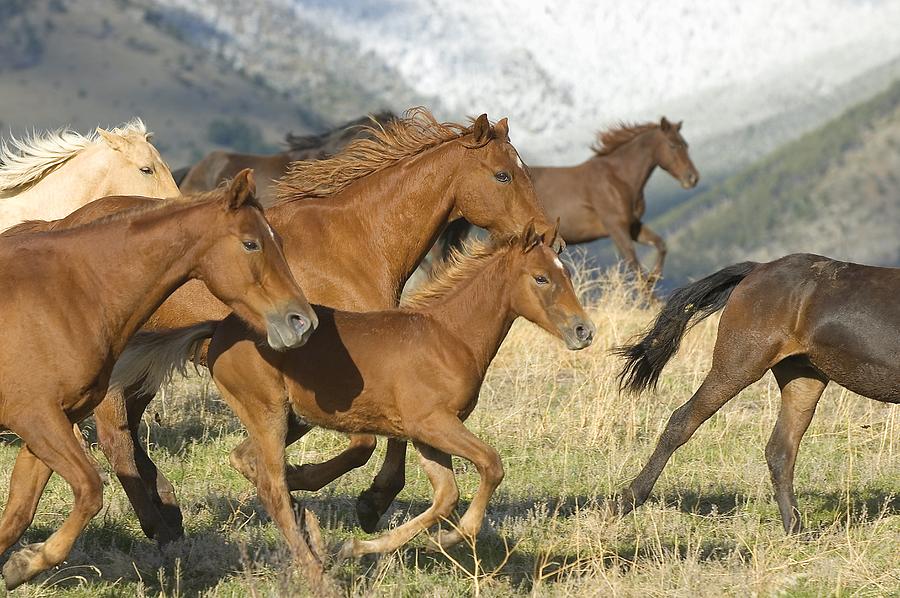 Horses Running Photograph