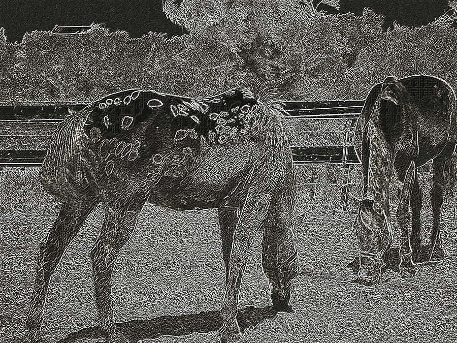 Horses sketch Photograph by Manuela Constantin