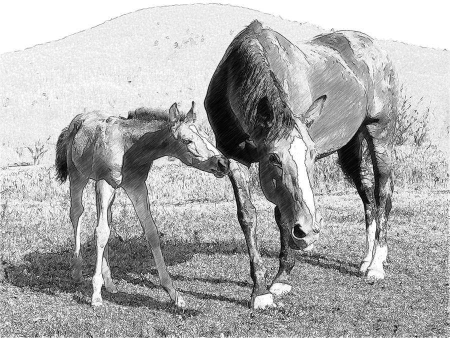 Horses sketch Photograph by Wade Aiken