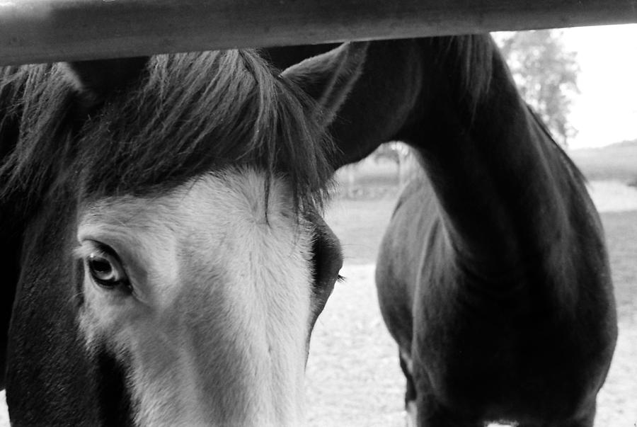 Horses true BW Photograph by Katherine Huck Fernie Howard