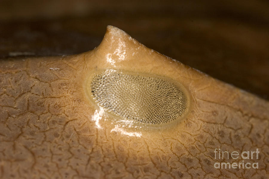 Horseshoe Crab Eye Limulus Polyphemus Photograph by Ted Kinsman Pixels