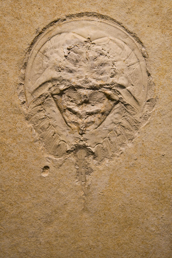 Horseshoe Crab Fossil Photograph by Piotr Naskrecki