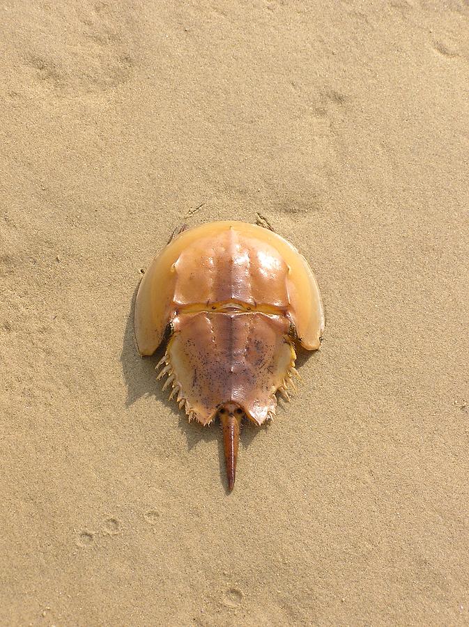 Horseshoe Crab In The Sand Campground Beach Cape Cod Eastham MA Photograph by Sven Migot