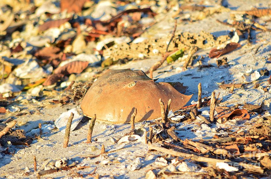 Horseshoe Crab Photograph by Lynda Dawson-Youngclaus