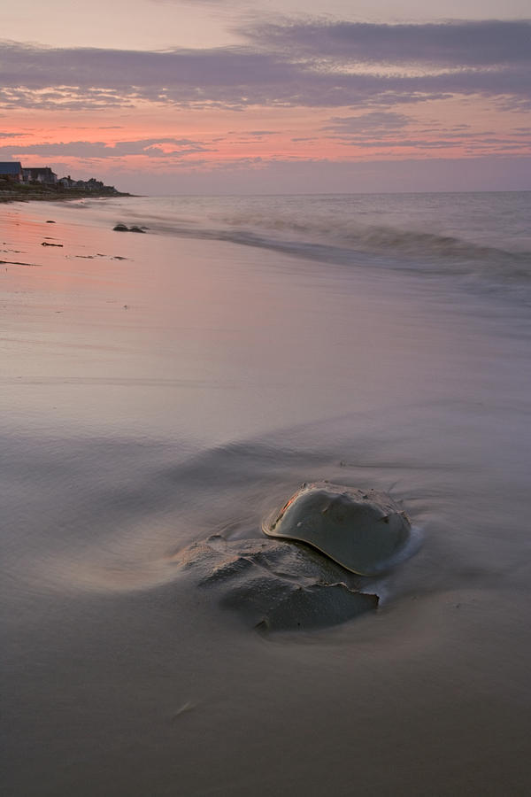 Animal Photograph - Horseshoe Crab Pair On Beach Delaware by Piotr Naskrecki