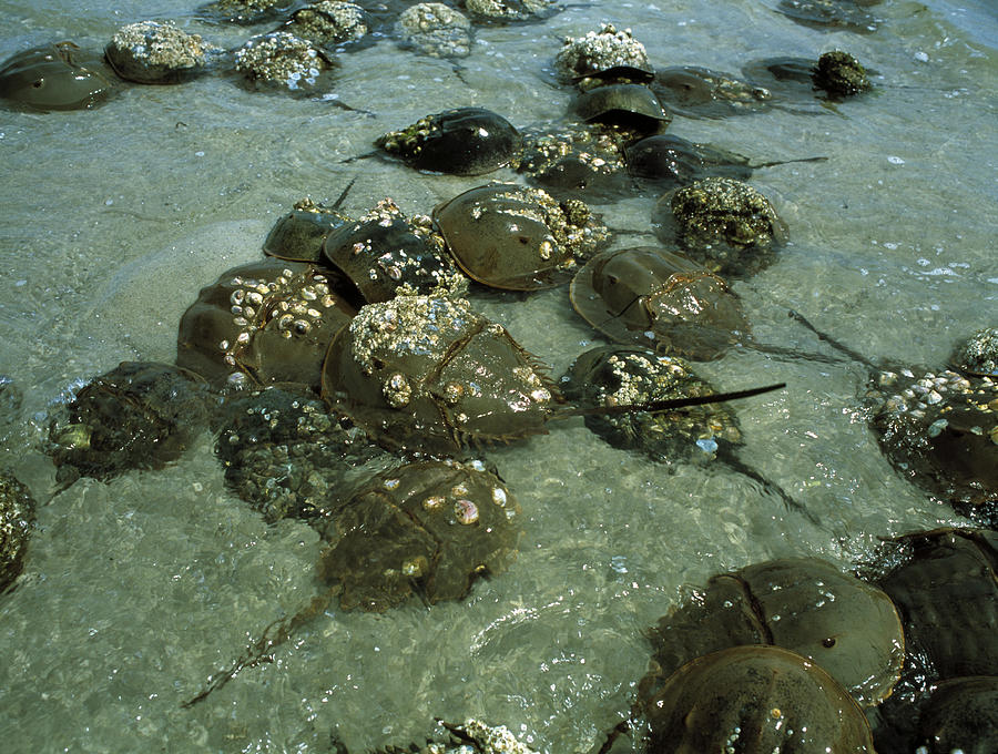 Wildlife Photograph - Horseshoe Crab Research by Volker Steger