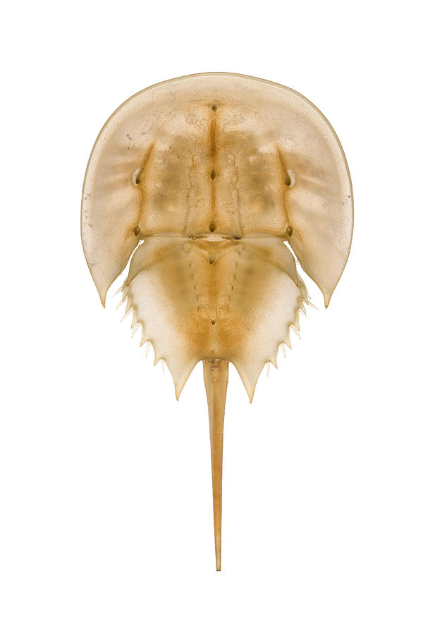 Animal Photograph - Horseshoe Crab Shed Skin Delaware by Piotr Naskrecki