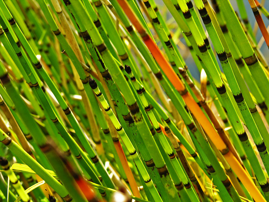 Horsetail Reed Photograph by Bonnie Bruno - Fine Art America