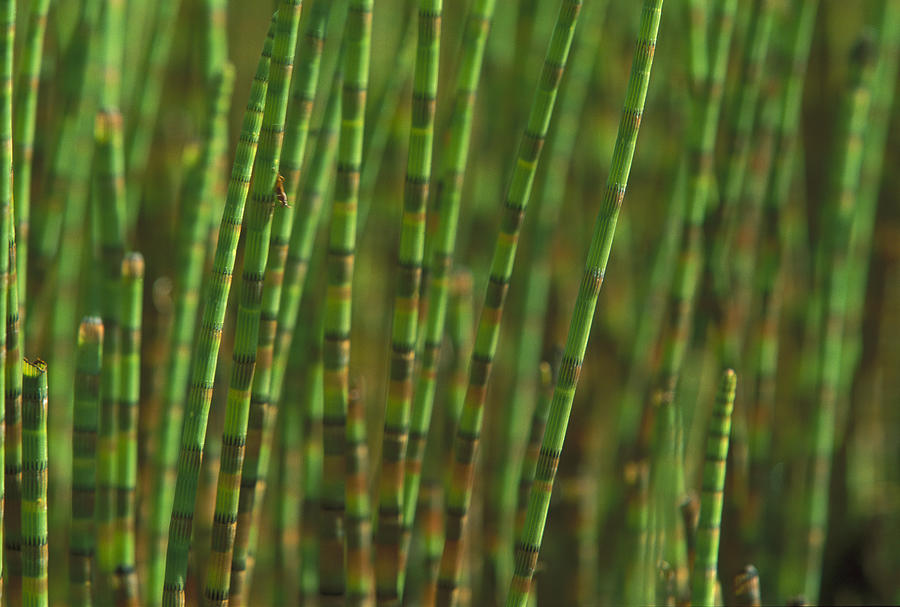 Horsetail Stand Photograph by Christian Ziegler