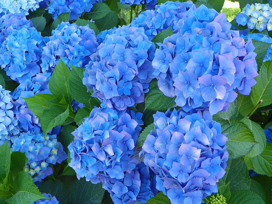 Hortensias Photograph by Sandra LIra - Fine Art America