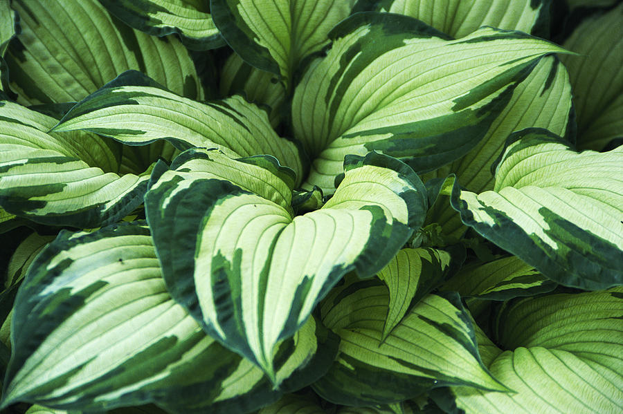 Hosta Albo-picta Foliage Photograph by Archie Young | Fine Art America