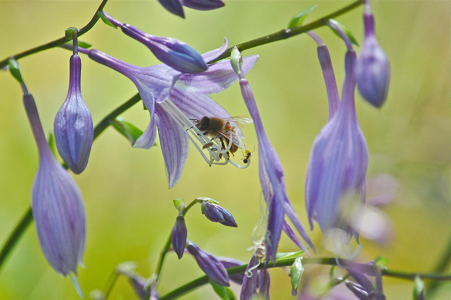 Hosta Blossom-Bee-Ant Photograph by Mary McAvoy