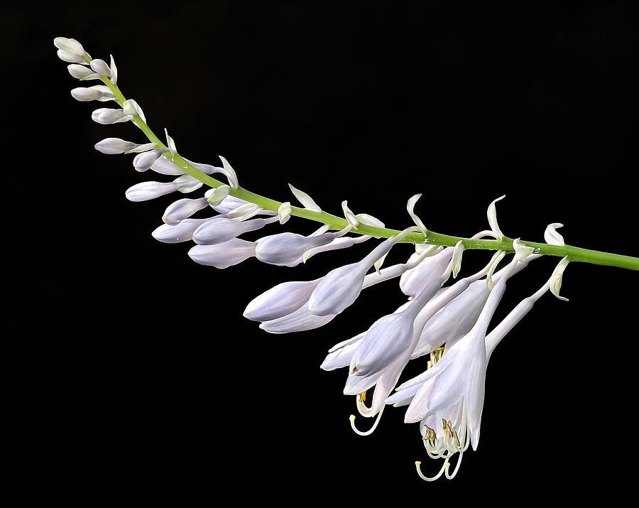 Hosta Flowers Photograph by Dave Mills