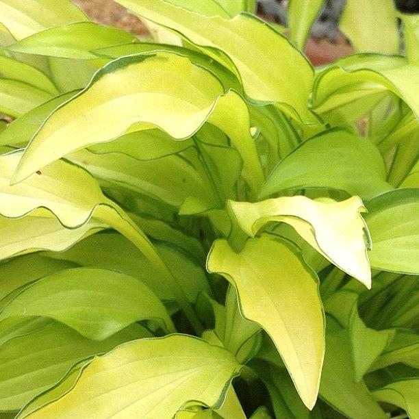 Plants Photograph - Hosta fuji Sunrise #iphoneography by Dave Lee