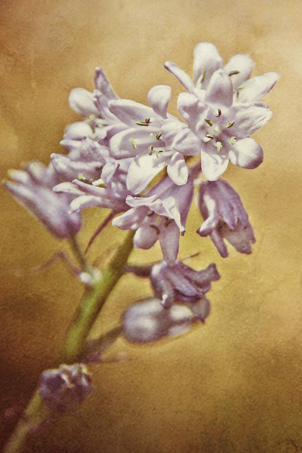 Hosta Flowers Photograph - Hosta in the Morning by Stacey Granger Hosta Flowers Photograph - Hosta in the Morning by Stacey Granger