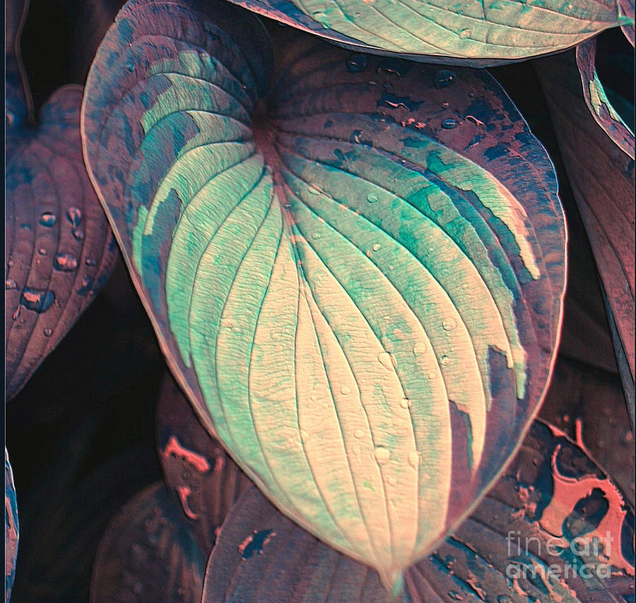 Hosta Leaf with Raindrops Photograph by Sheila Laurens