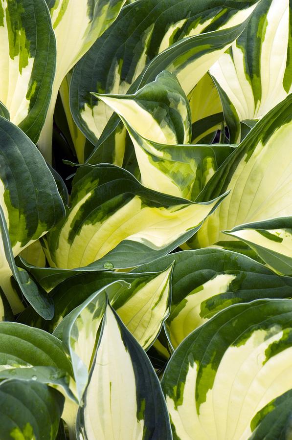 Hosta 'loyalist' Photograph by Adrian Thomas - Fine Art America