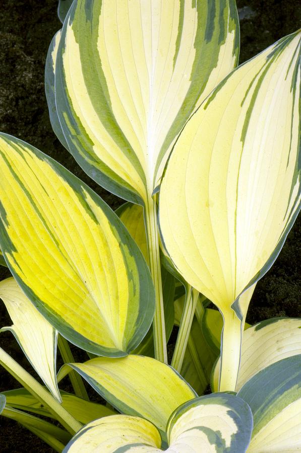 Hosta 'remember Me' Photograph by Adrian Thomas Fine Art America