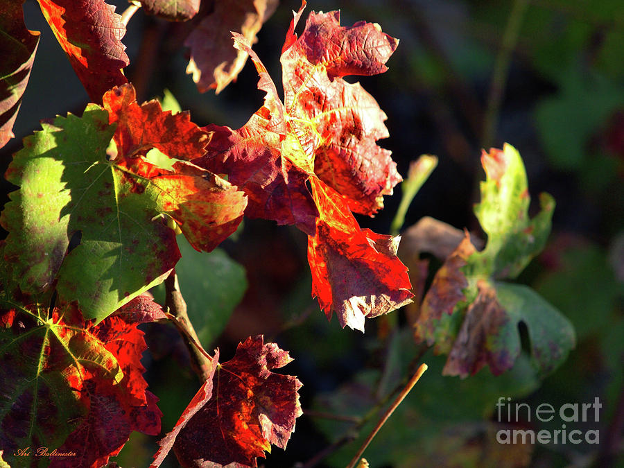 Hot autumn Leaves Photograph by Arik Baltinester