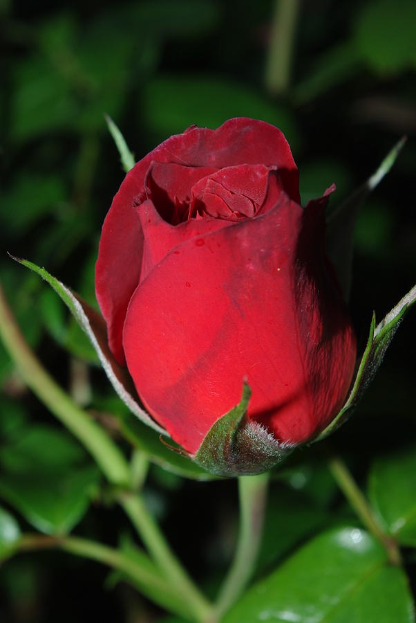 Hot Cocoa Orange Red Rosebud Photograph By Robyn Stacey Fine Art America
