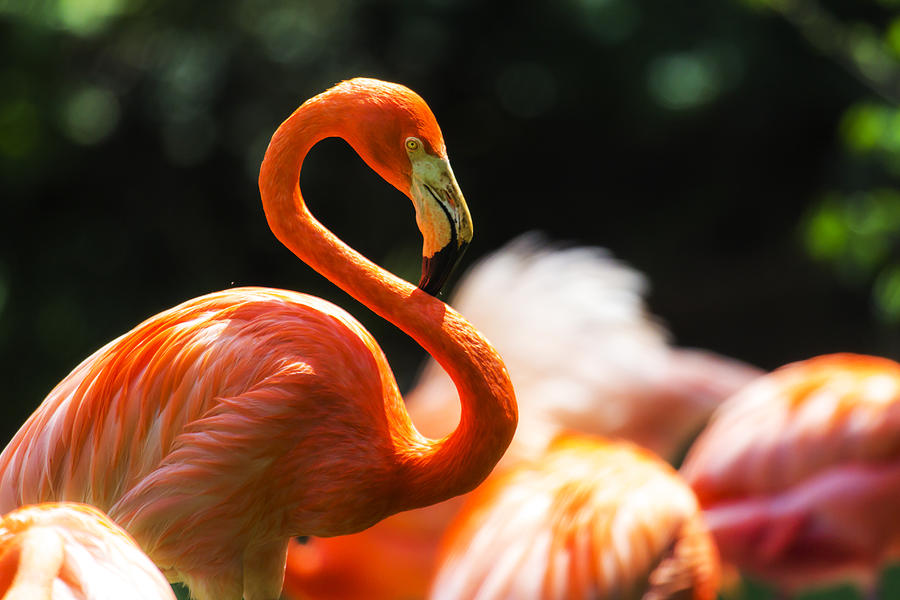 Flamingo Photograph - Hot Curves by Nicholas Evans