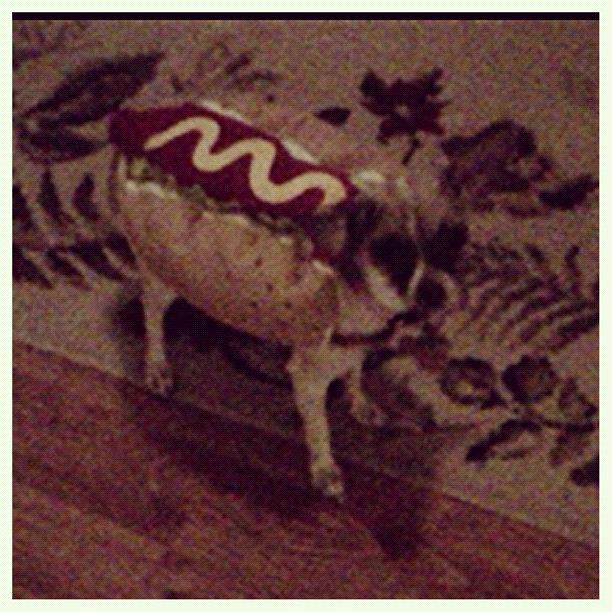 Chihuahua Photograph - Hot Dog #instagood #funny #chihuahua by Carolina Paz