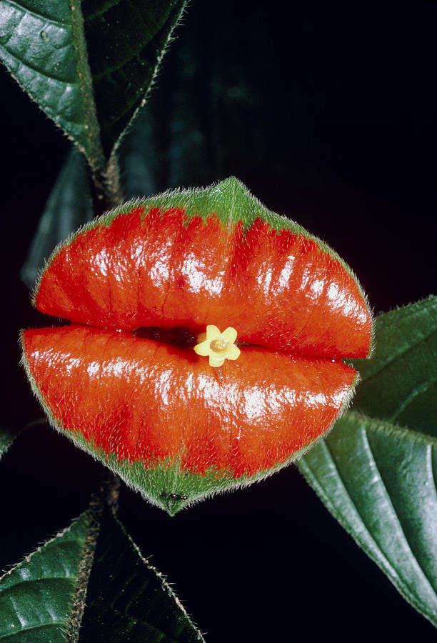 Hot Lips Plant Rainforest by Dr Morley Read