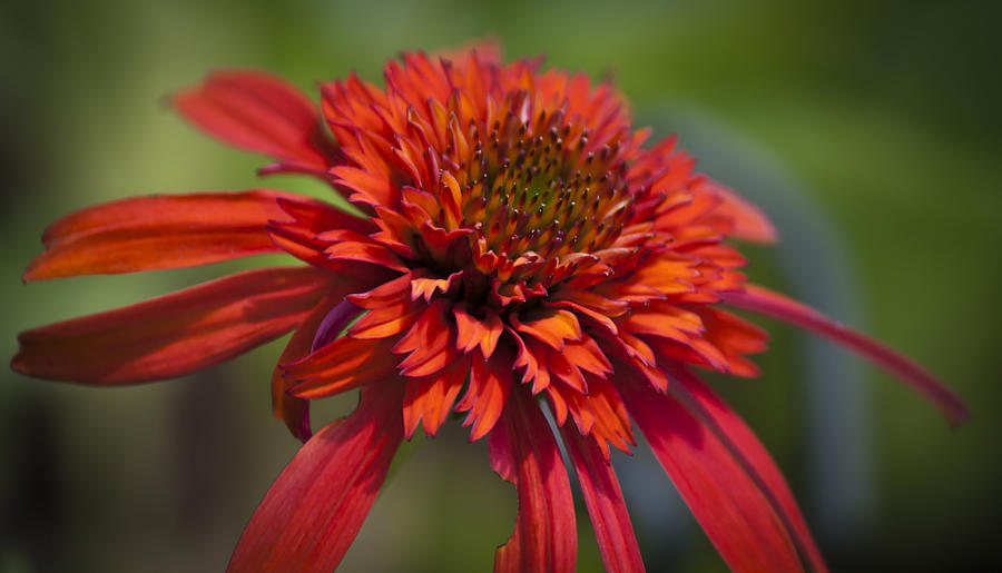 Hot Papaya Hybrid Coneflower Photograph by Teresa Mucha Fine Art America