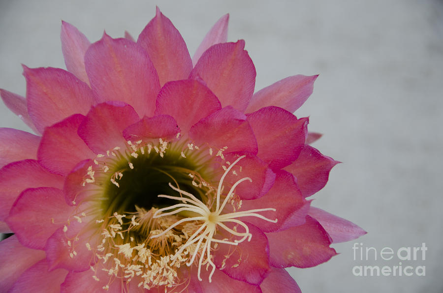 Hot pink cactus flower Photograph by Jim And Emily Bush