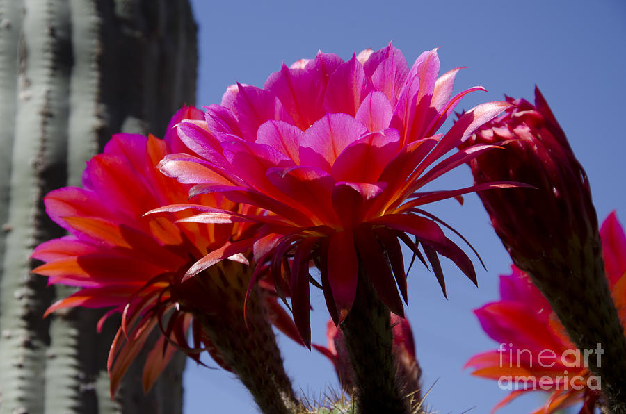 Hot pink cactus flowers Photograph by Jim And Emily Bush