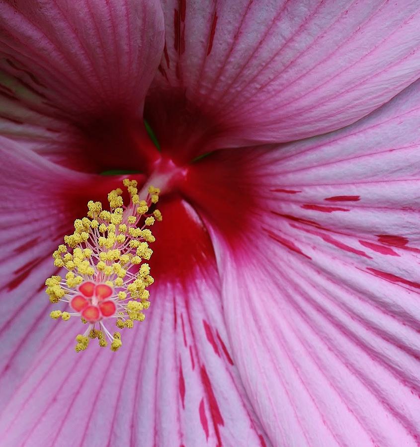 Hot Pink Hibiscus  Photograph by Bruce Bley