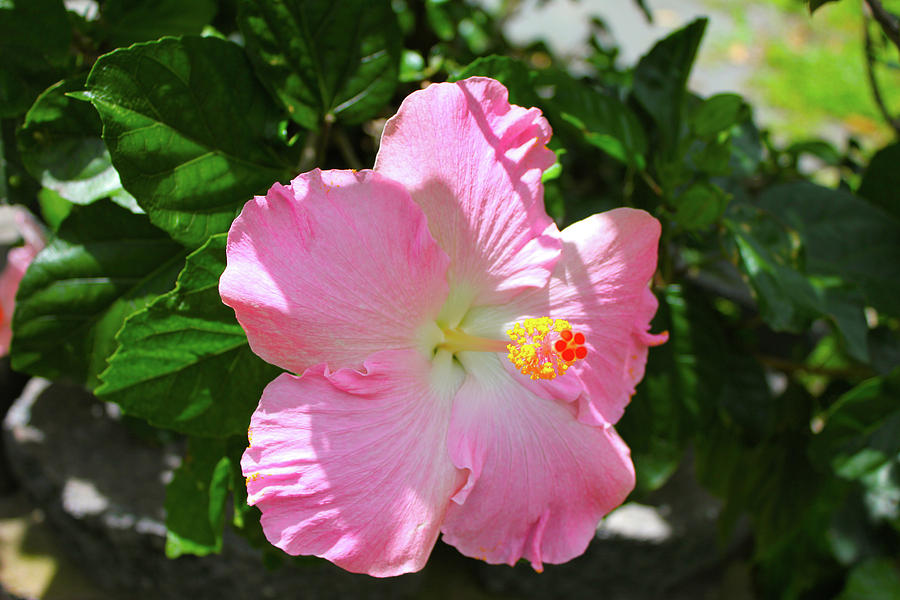 Hot Pink Hibiscus Photograph by Gale Taylor | Fine Art America