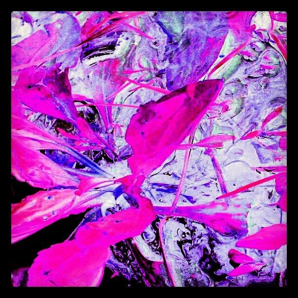 Abstract Photograph - Hot Pink In The Puddle Abstract by Marianne Dow