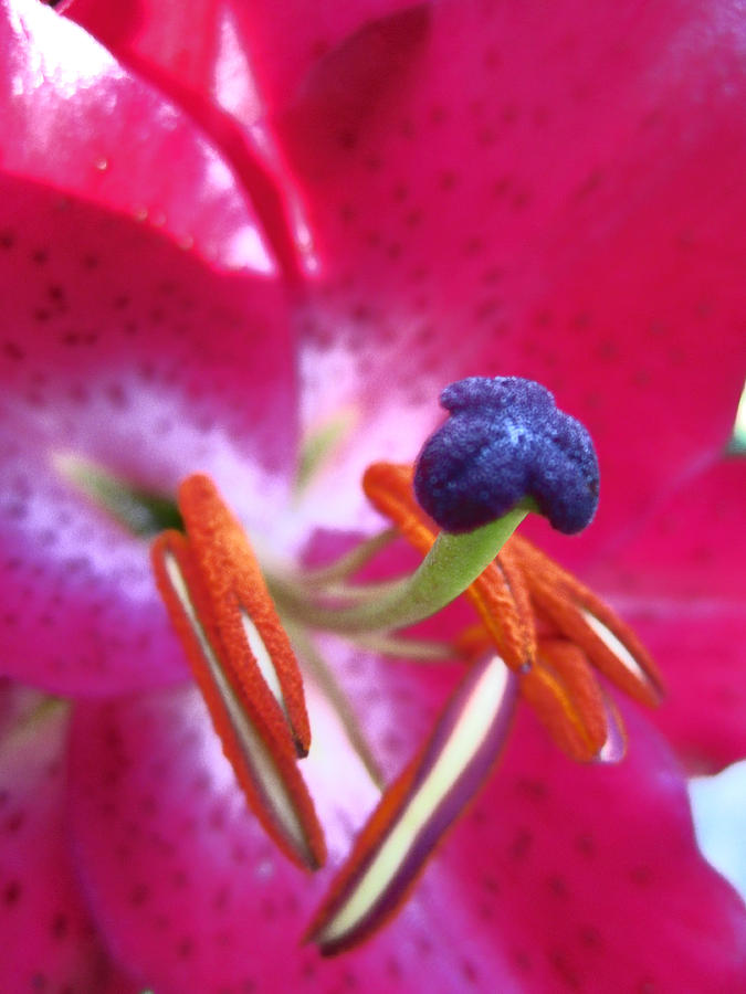 Hot Pink Lilly Up Close Photograph by Kym Backland