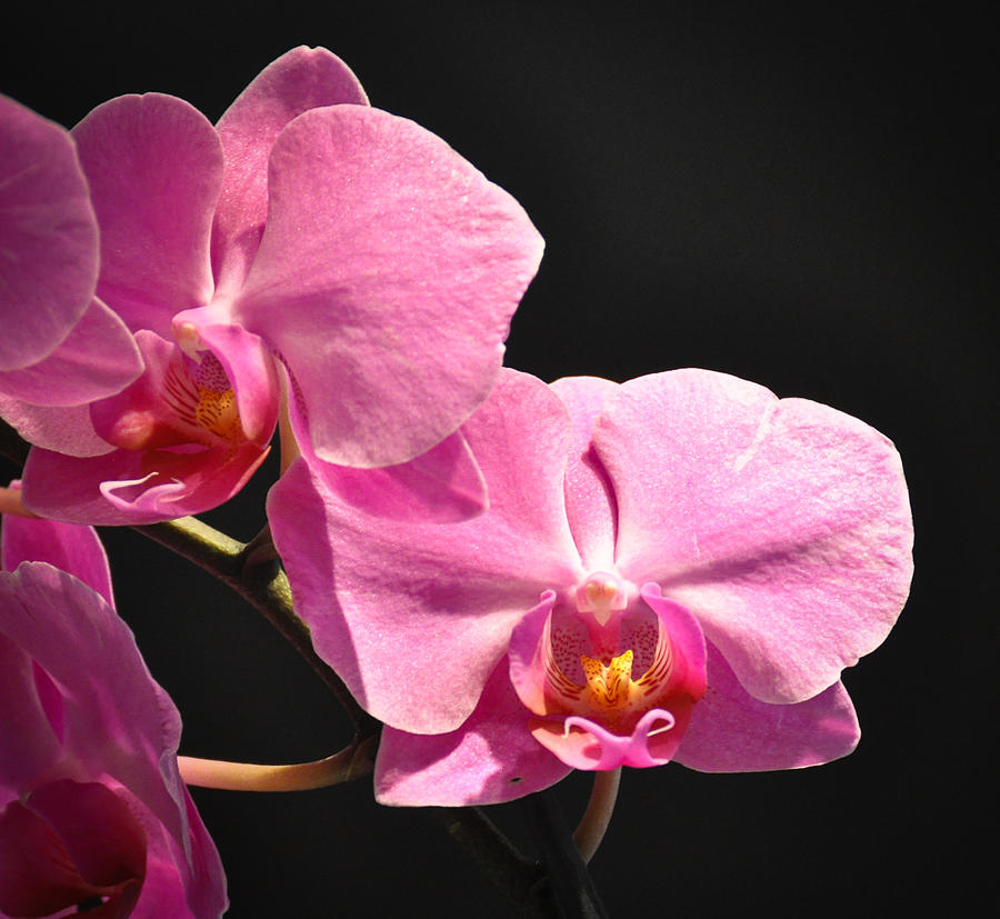 Hot Pink Orchids Photograph by Ronda Broatch