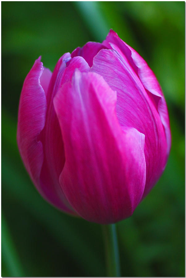Flowers Still Life Photograph - Hot Pink Tulip by Chet King