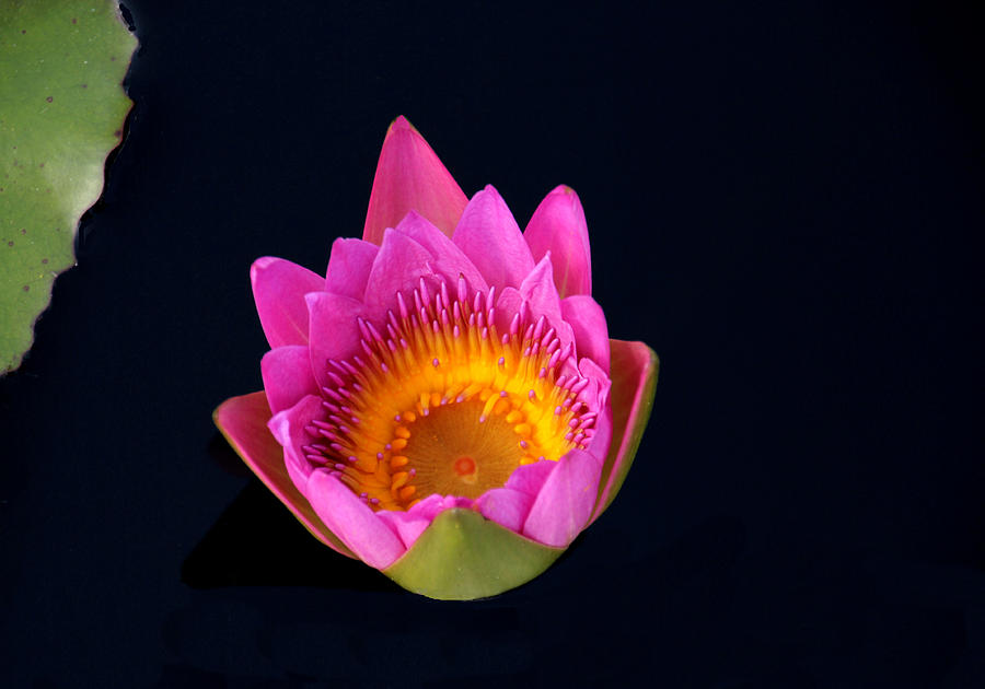 Hot Pink Water Lily Photograph by Rosalie Scanlon