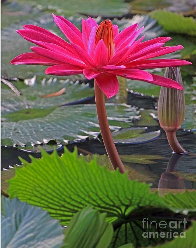 Hot Pink Waterlily Photograph by Larry Nieland