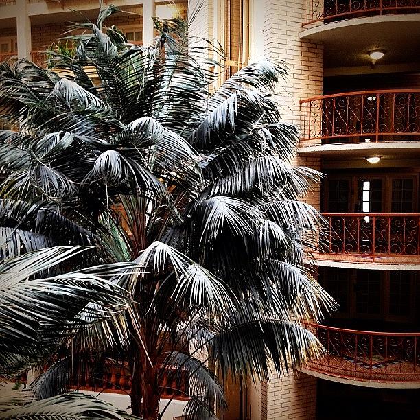 Austin Photograph - Hotel Palm by Natasha Marco