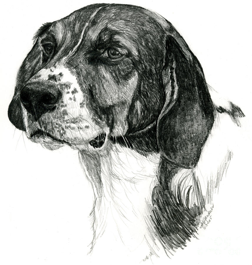 Hound Drawing By Deb Gardner - Fine Art America