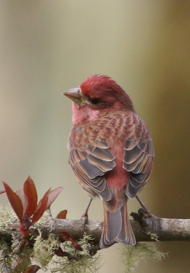Bird Photograph - House Finch by Adrienne Smith