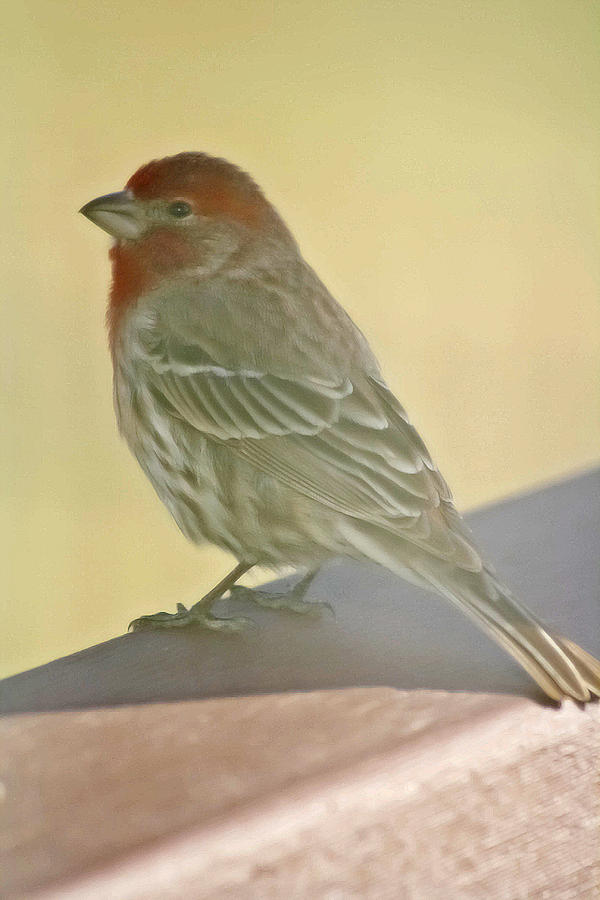 House Finch At The Window Photograph by Barbara Dean